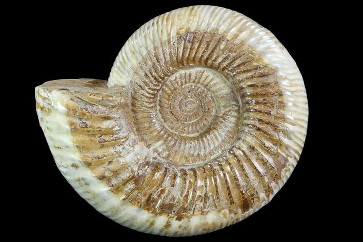 Large, Perisphinctes Ammonite - Jurassic #90433